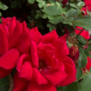 Meet your Posher, Kaylee